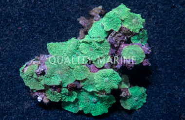 Tongan 'Shroom Green :: 55694