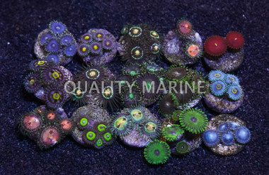 Ultra Color Colony Polyp :: 55698