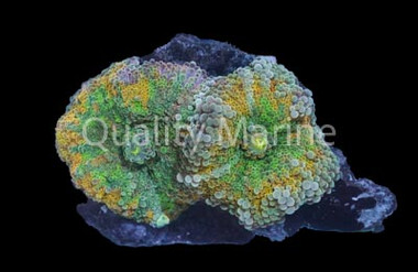 Yuma, Orange & Green : Melanesia :: 55748