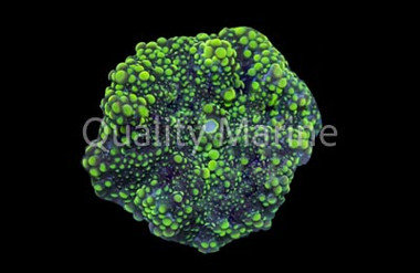 Yuma, Fluorescent Green: Melanesia :: 55750