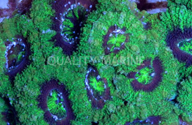 UFO Acanthastrea Coral :: 61241