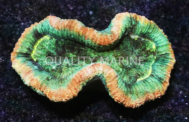 Red/Green Tracyphyllia Coral :: 62400