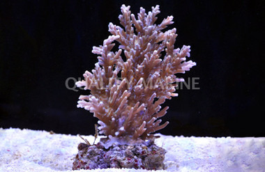 Jacquelinae Acropora Coral :: 66010