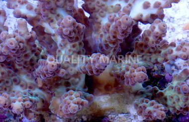 Green Plana Acropora Coral :: 66023