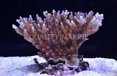 Purple Efflorescens Acropora Coral :: 66037