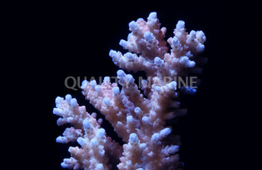 Hyacinthus Acropora Coral :: 66045