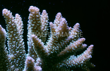 Color Tip Green Nobilis Acropora Coral :: 66063
