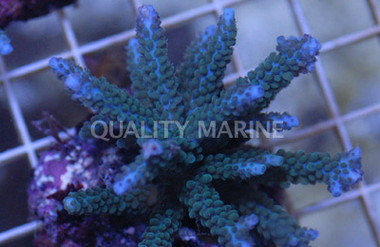 Blue Tip Green Parilis Acropora Coral :: 66067