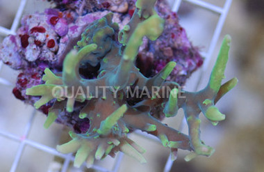 Neon Green Suharsonoi Acropora Coral :: 66072