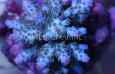 Green/Blue Yongei Acropora Coral :: 66087