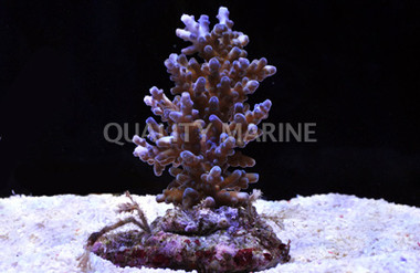Blue Echinata Acropora Coral :: 66093