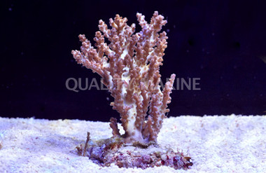 Purple Desalwii Acropora Coral :: 66108
