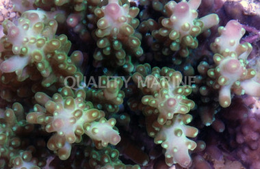 Secale Acropora Coral :: 66115