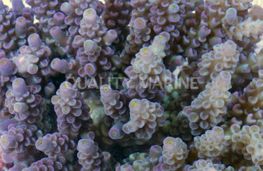 Tenuis Acropora Coral :: 66120