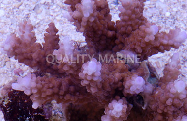 Formosa Acropora Coral :: 66125