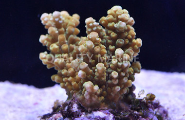 Green Formosa Acropora Coral :: 66127