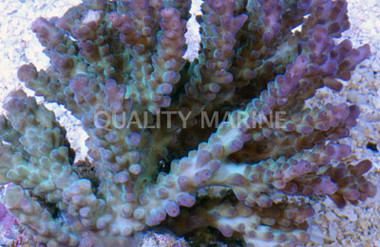 Green/Purple Valida Acropora Coral :: 66142