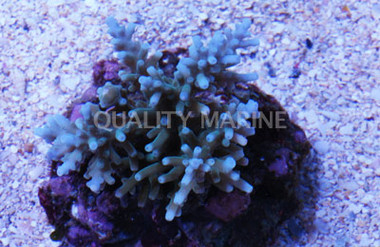 Green/Blue Longicyanthus Acropora Coral :: 66172