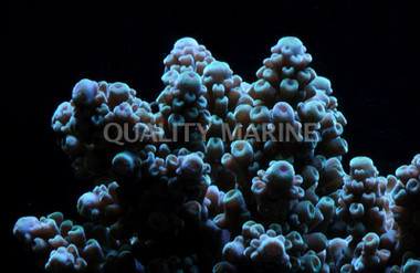 Gemmifera Acropora Coral :: 66180
