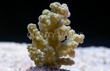 Purple Tip Green Rosaria Acropora Coral :: 66218