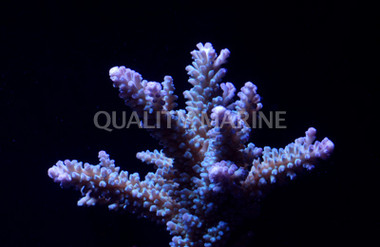 Grandis Acropora Coral :: 66230