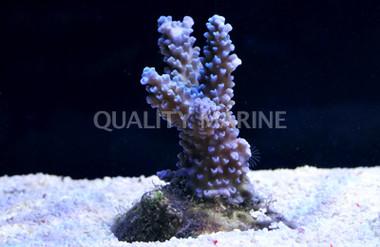 Blue Tip Turquoise Grandis Acropora Coral :: 66232