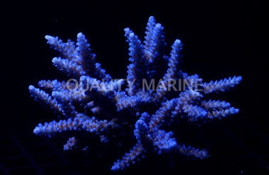 Blue Lovelli Acropora Coral :: 66242