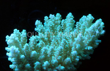 Green Selago Acropora Coral :: 66257