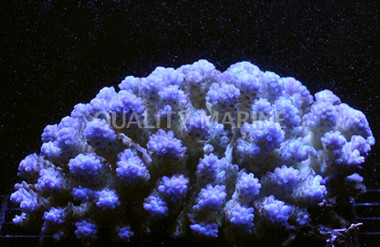 Purple Gemmifera Acropora Coral :: 66272