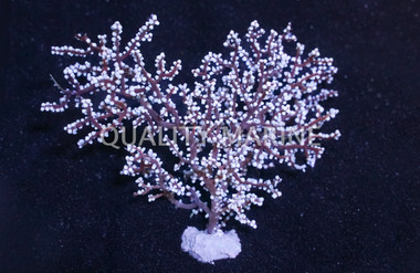 Blueberry Gorgonian :: 51028