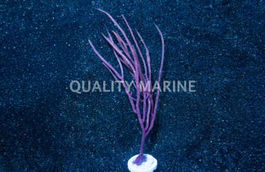 Purple Whip Gorgonian :: 51031