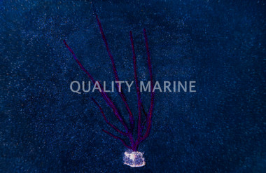 Purple Whip Gorgonian :: 51031