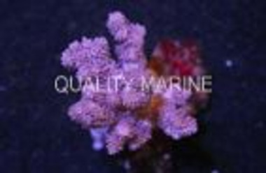 Cauliflower Coral :: 51502