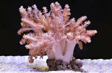 Cladiella Colt Coral :: 51503