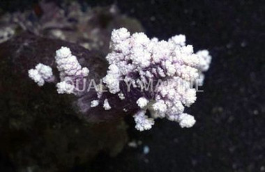 Carnation Tree Coral :: 51505
