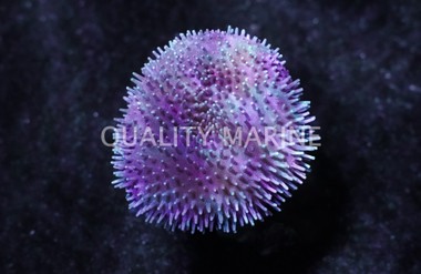 White/Yellow Toadstool Leather Coral :: 51506