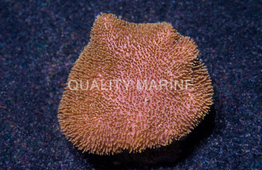 Toadstool Leather Coral :: 51509