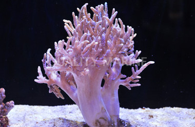 Thin Finger Leather Coral :: 51512