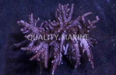 Young Finger Leather Coral :: 51513