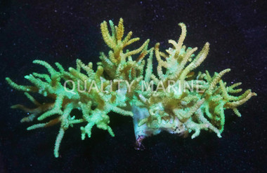 Green Sinularia Finger Coral :: 51514