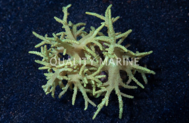 Green Sinularia Finger Coral  :: 51514