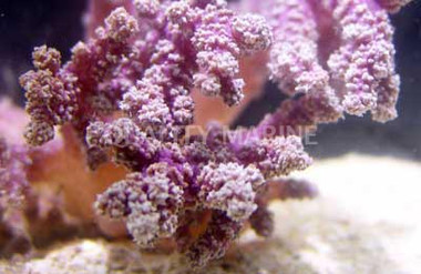 Red Tip Carnation Tree Coral :: 51516