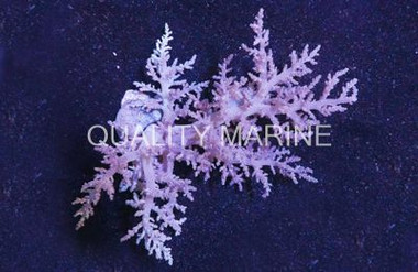 Yellow Carnation Tree Coral :: 51517