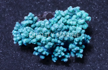 Mushroom Finger Leather Coral :: 51523
