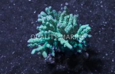 Spaghetti Leather Tree Coral :: 51524