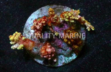 Orange/Yellow Flower Tree Coral :: 51533