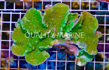 Green Cabbage Leather Coral :: 51540