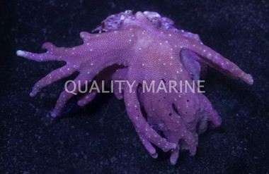 Colored Devil's Hand Tree Coral :: 51544