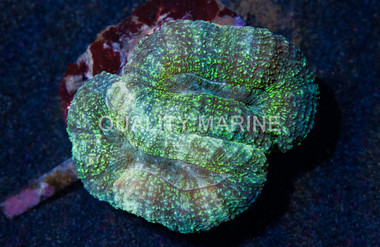 Green Lobophyllia Brain Coral :: 52003