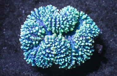 Colored Lobophyllia Brain Coral :: 52004